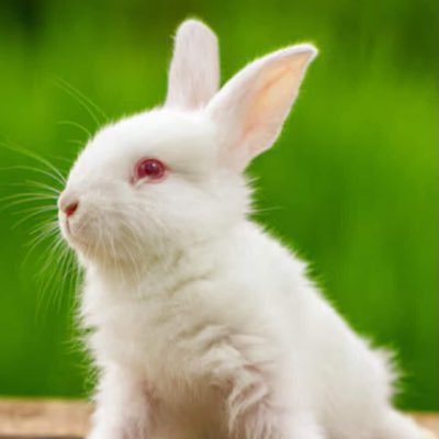 bunny tweet media