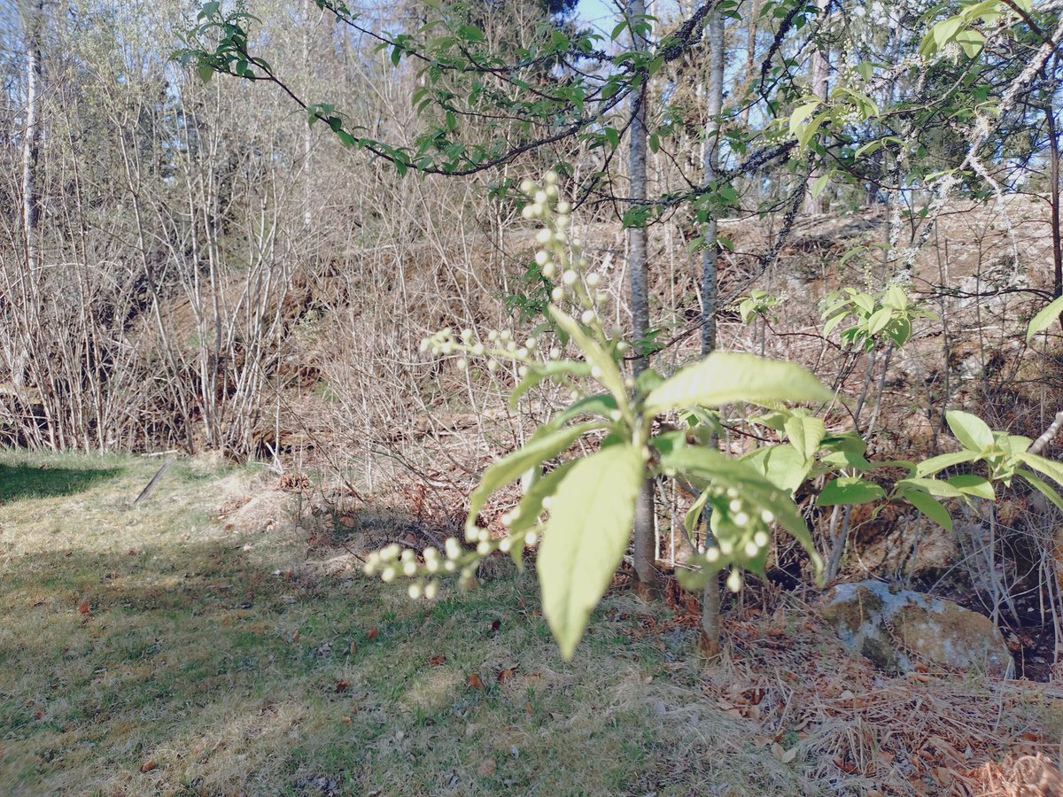 Kattdamen's tweet photo. Tre mil mellan häggbuskarna. I staden är de i full blom, doftar underbart. Hemma vid torpet bakom berget bara små, små knoppar. https://t.co/RQS5DiRaDR