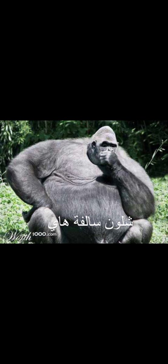 عدي tweet media