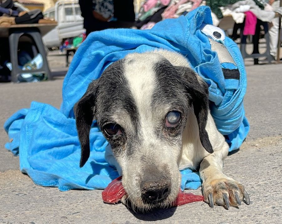 eltuitdemarsh's tweet photo. Este perrito adulto se encuentra muy desorientado en la feria de Tongoy. Favor RT por si se ha perdido y su familia lo está buscando u otra desea rescatarlo y darle un hogar!
#Tongoy https://t.co/1PLwoEWkaz