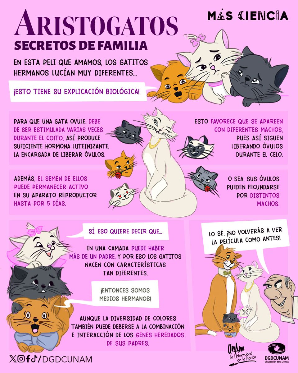 unamglobal's tweet photo. 🐱 Gatitos hermanos son tan distintos entre sí: en una sola camada, puede haber más de un padre. Infografía de @DGDCUNAM 👇. https://t.co/zkGTdJPn38