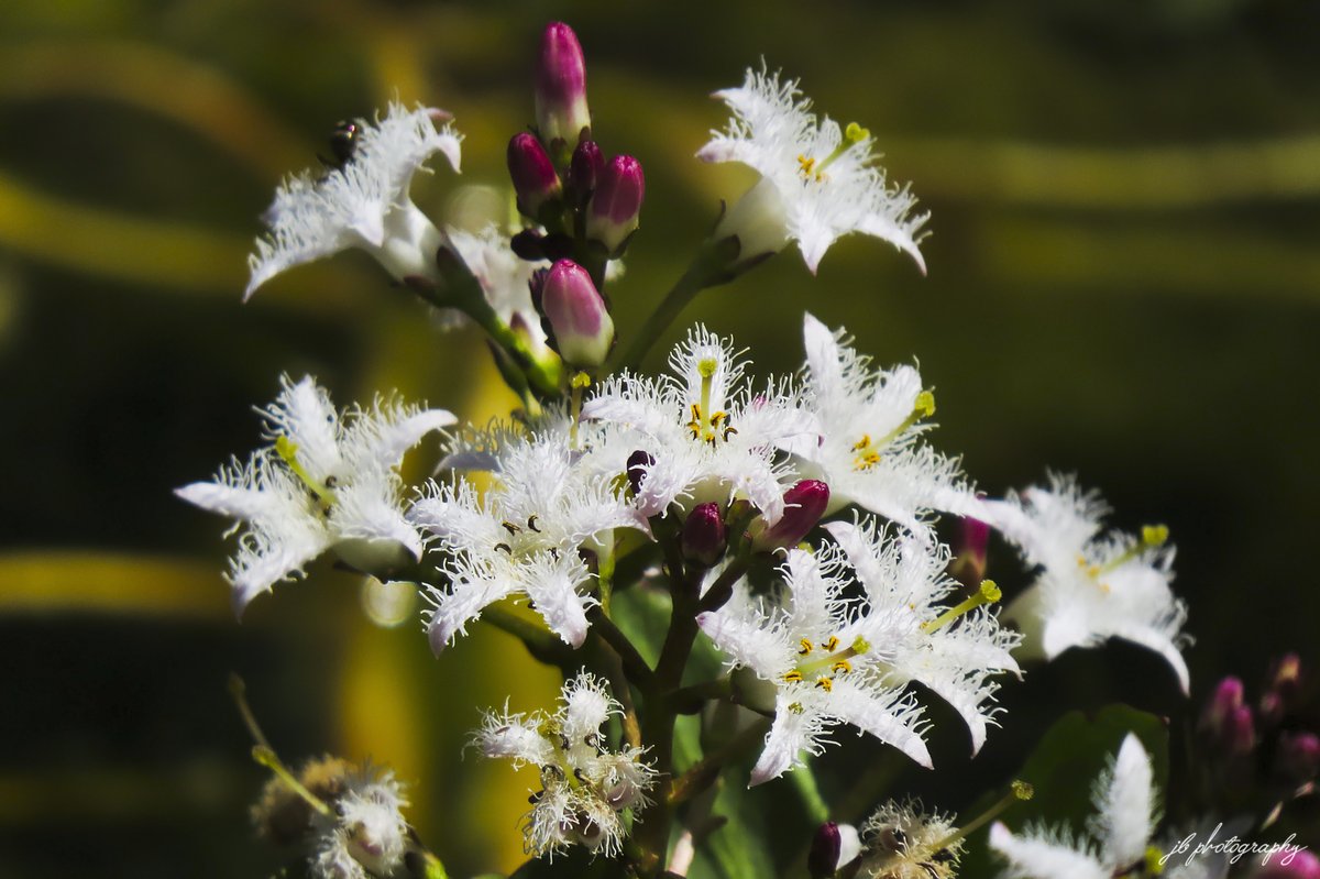 Bogbean is at peak bloom.