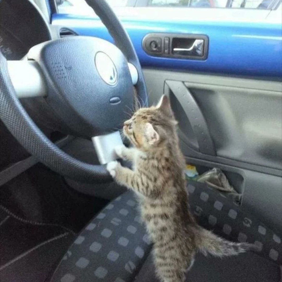 Cute Cats 🐱 tweet media