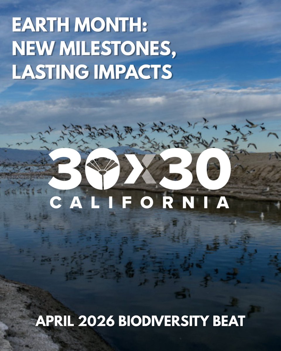 30x30CA's tweet photo. The Biodiversity Beat just dropped 📣📣

April’s issue reflects on the monumental progress California made this Earth Month to support biodiversity and increase access to nature.

Visit the link in our bio to read this month’s issue and sign up for future #30x30CA updates 💚 https://t.co/x7a7Or1EFe