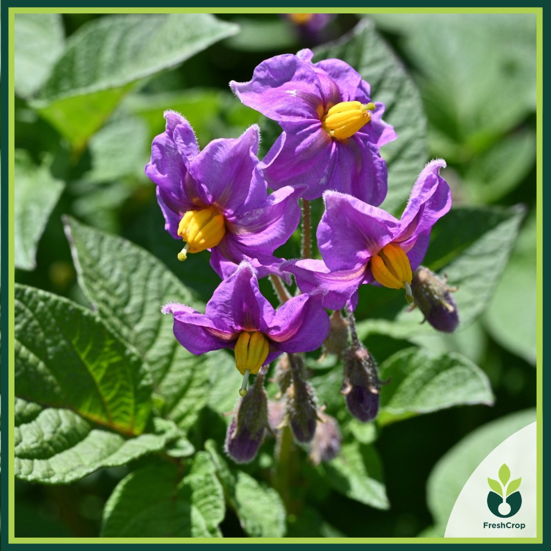 FreshcropLtd's tweet photo. Late blight (Phytophthora infestans) thrives in Kenya's May humidity. Zorvec (Oxathiapiprolin) is a fungicide that acts both protectively and curatively. At 50ml/acre mixed with Agral 90, it gives you 10–14 days of solid protection. Apply every 10 days during Days 55–78. https://t.co/x1glyafoSr