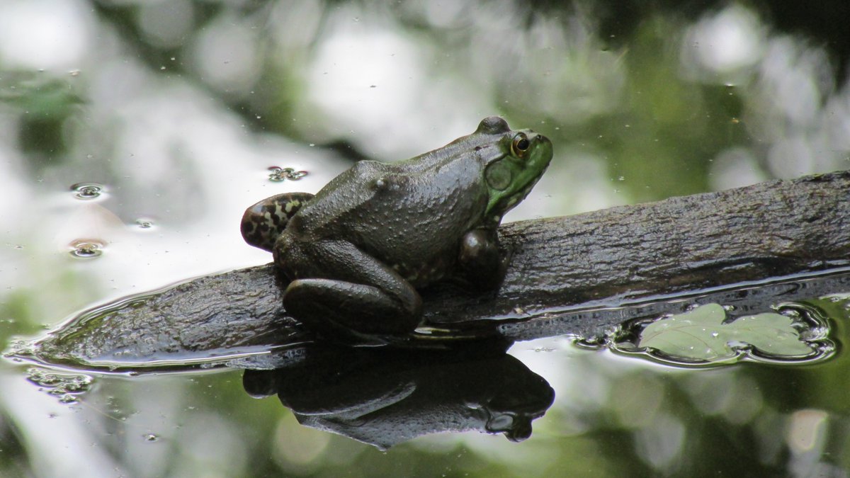 DMistina's tweet image. Right place, right time. I was lucky to capture this frog resting on a wet log in the late-afternoon light.

#NaturePhotography #WildlifePhotography #Spring