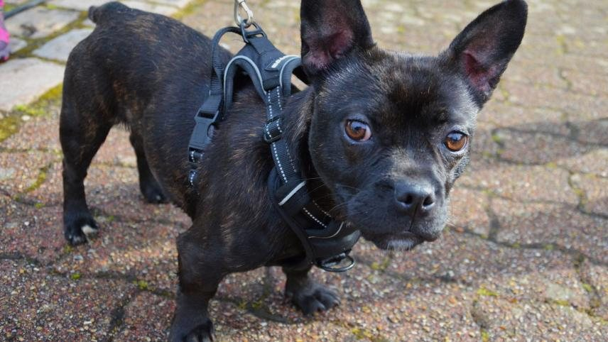 La Ligue Des Animaux tweet media