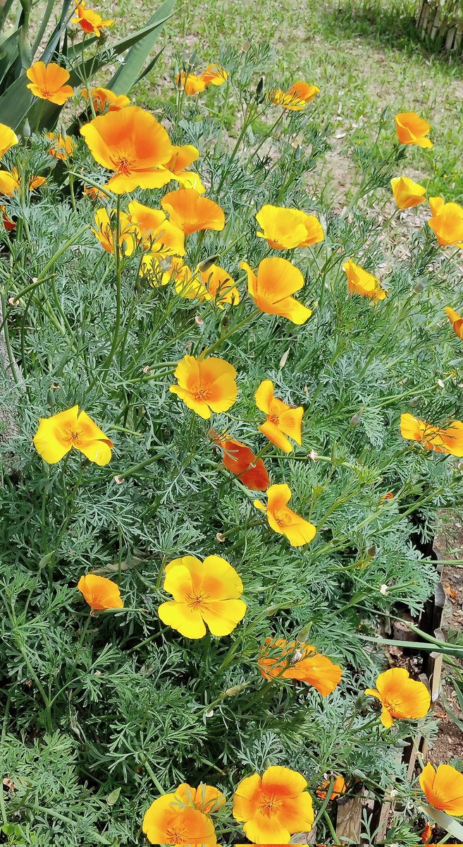 きれいな緑とおいしい緑 #みどりの日なので緑色の画像を貼る