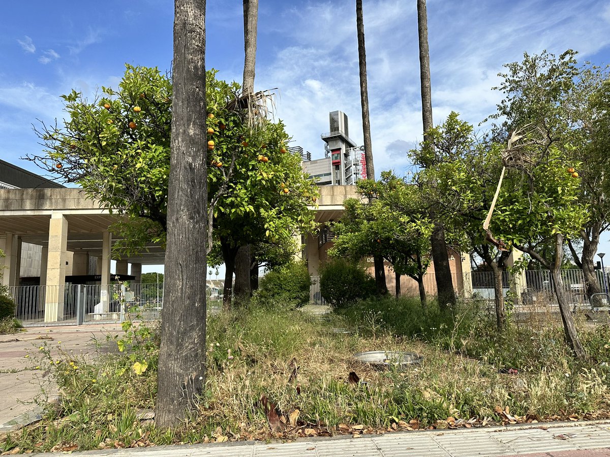 sevillamet's tweet photo. Hola @eveliarincon ¿hay algún plan para la zona delantera del Pabellón de la Navegación? Ahora que los terrenos ya son del ayuntamiento, no estaría mal mantener el jardín que hay en esa zona https://t.co/7mTf1YizPG