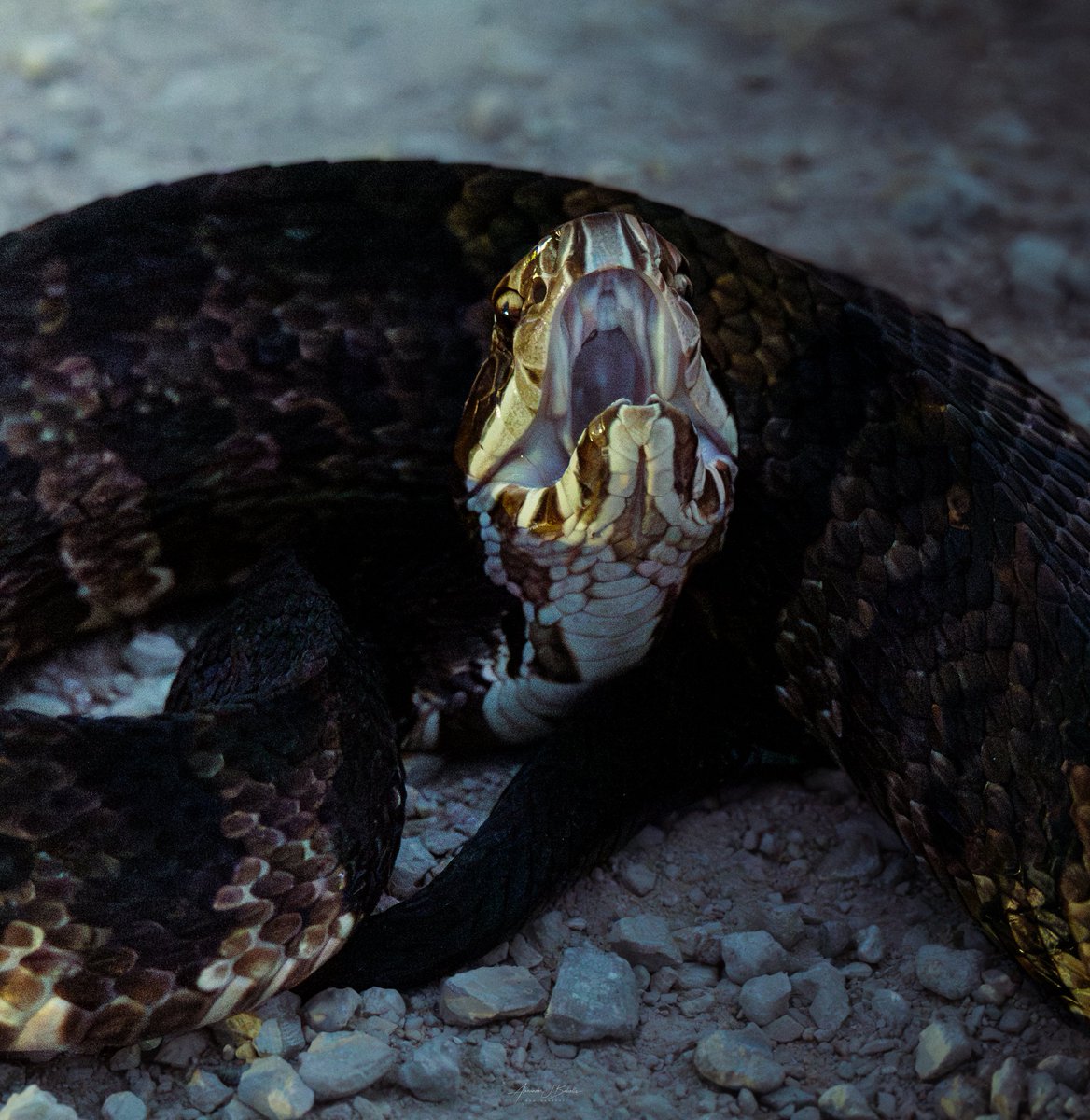 This one goes out to my North American pit viper fans! I give you, the Florida cottonmouth (Agkistrodon conanti). Though I struck out on my Eastern diamondback in Big Cypress over the weekend, I got plenty of cottonmouths along the way. These vipers become increasingly active as