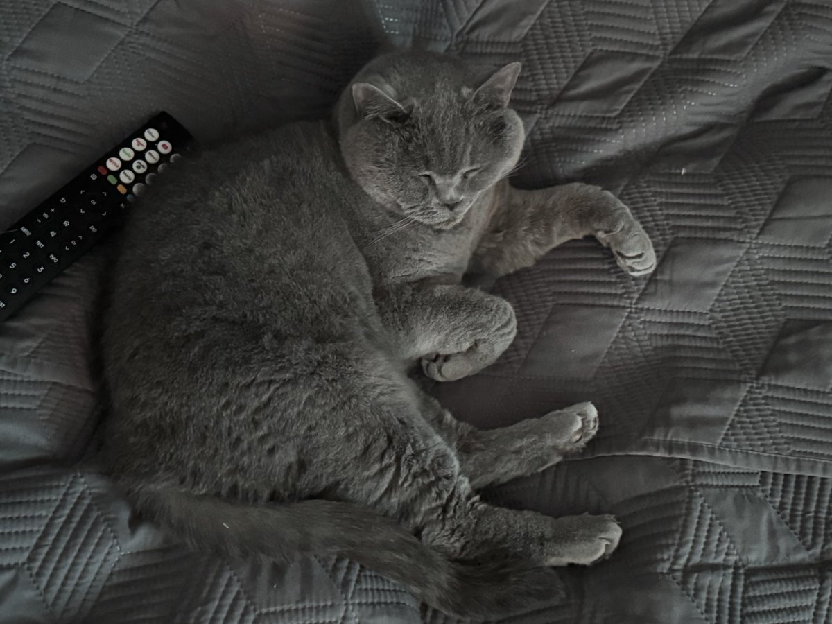 sarahmog's tweet image. Max (has been groomed, but has long nap ruffled fur again) has returned to bed for his duvet day on chilly Monday. I think he’s hinting for catflix to be put on TV 😹#CatsOfTwitter