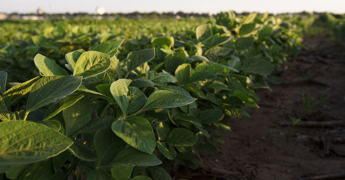 TerrainAg's tweet image. "Unless China’s purchases of U.S. #soybeans exceed the 25 million metric tons for new crop, prices will lean neutral."

In her Q2 2026 Soybean Outlook, our Bree Baatz focuses on the key role China plays, encouraging #farmers to closely watch actual old- and new-crop export sales