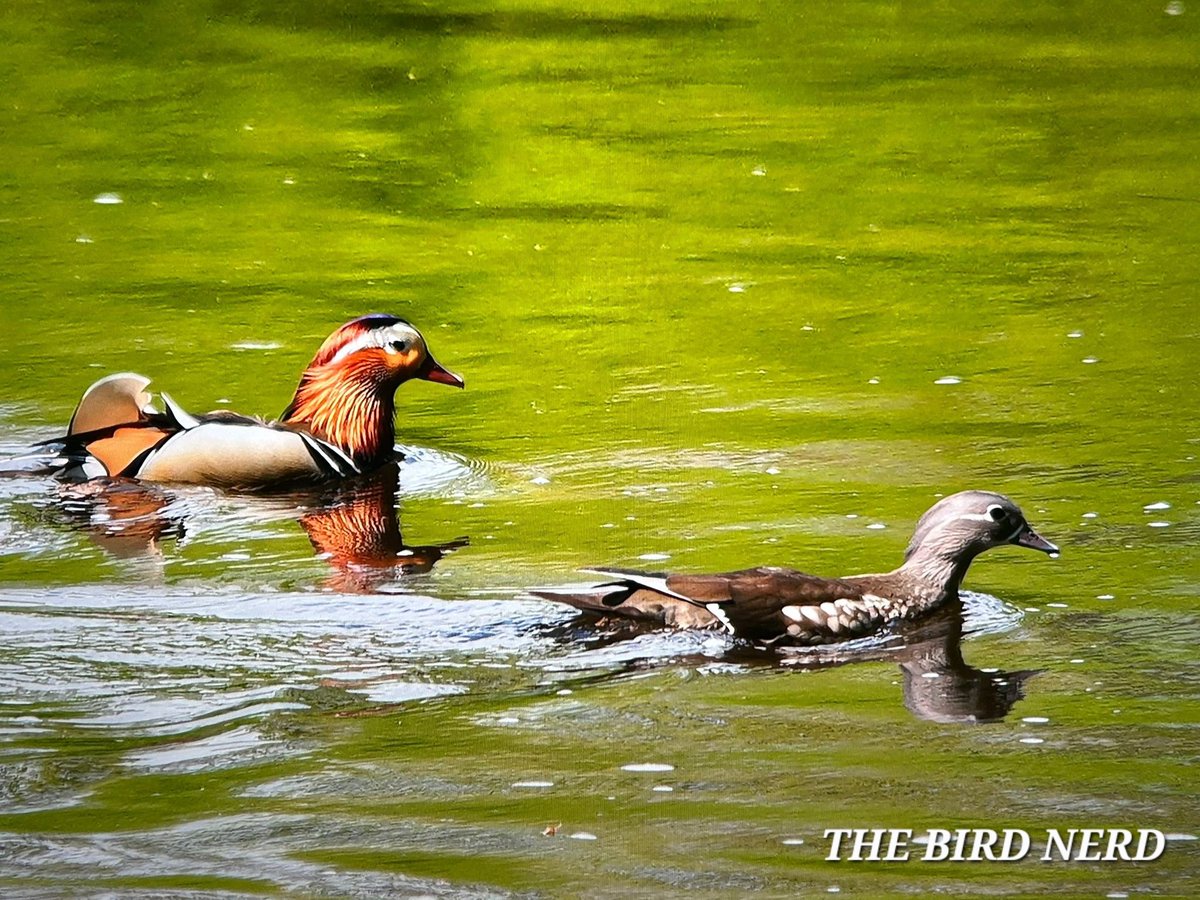 THE BIRD NERD tweet media
