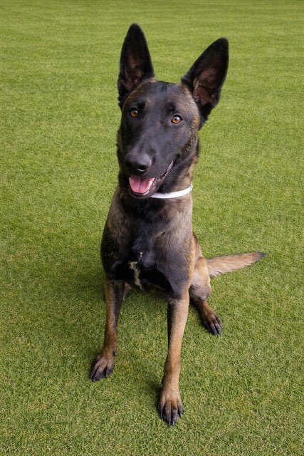 SabaMekaZeus's tweet image. 🆘 CRITICAL in #California 🐕

WILMA is a Stunningly Gorgeous 2yr old spayed #BelgianMalinois looking for a HERO to save her from LancasterACC, LA County, California 

To ADOPT: 
&amp;gt;Go to LancasterACC
&amp;gt;Ask for ID: #A5771015
&amp;gt;ADOPT WILMA 🐕
&amp;gt;Drive off into the sunset 🌅 

If you can