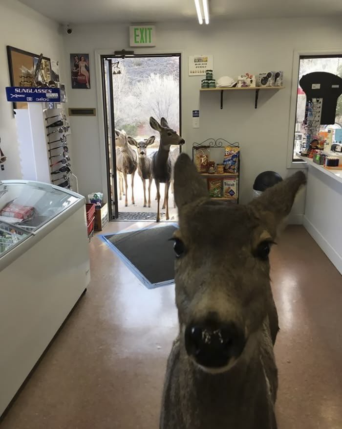 deer tweet media