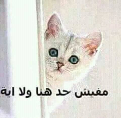 ام نسمه tweet media