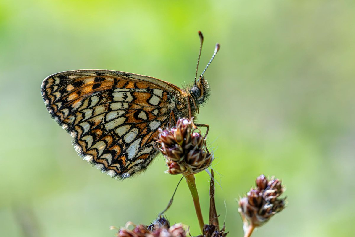 fromthesurface's tweet image. 🦋 The same genes have been painting butterfly wings for 120 MILLION years

Evolution isn't random—it's following a script! Distant butterfly species keep reusing identical genetic switches to create warning colors.

Life might be way more predict...
#Evolution #Genetics #Science