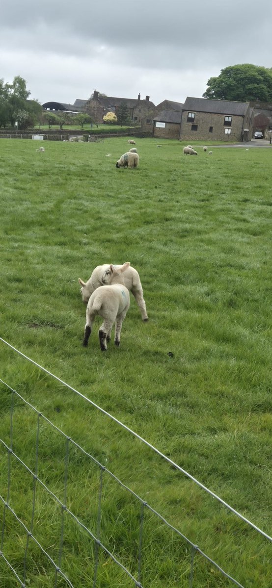 Andy6hutch's tweet image. Had a lovely Countryside walk today with the family…. You can’t beat The Great Outdoors!!!… 🥾🐾🐑 #NaturalWorld #CountrysideWalks