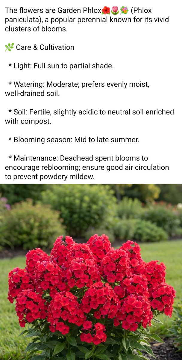 GratefulStella's tweet photo. 🌺🌷💐 #gardenphloxflowerplant #gardenphlox #flower #plant #light #sun #shade #water #rain #moist #soil #fertile #neutral #enriched #compost #blooming #season #summer #maintenance #deadhead #getoutside #playinthedirt #garden #greenhouse #floweroftheday 🌺🌷💐 https://t.co/xvQ3zgiYG2