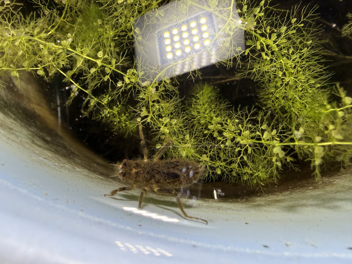 食虫植物と記念Suicaが好き(食虫) tweet media