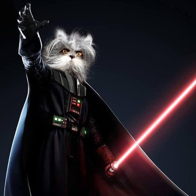 Atchoumthecat tweet media