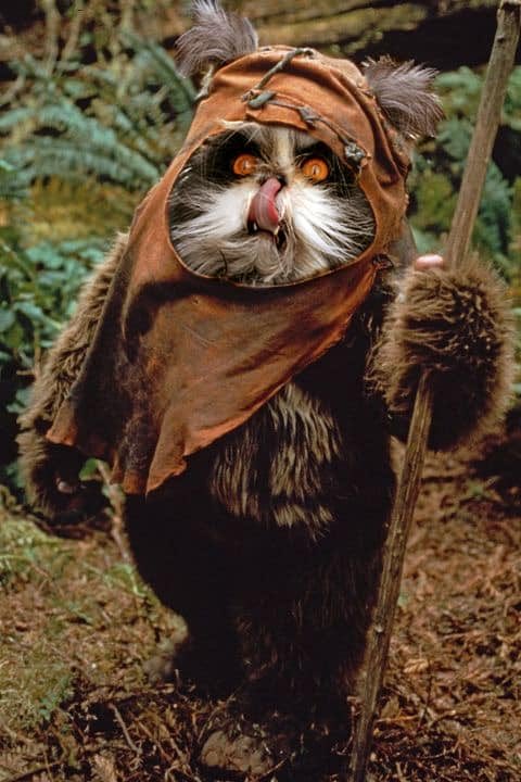 Atchoumthecat tweet media