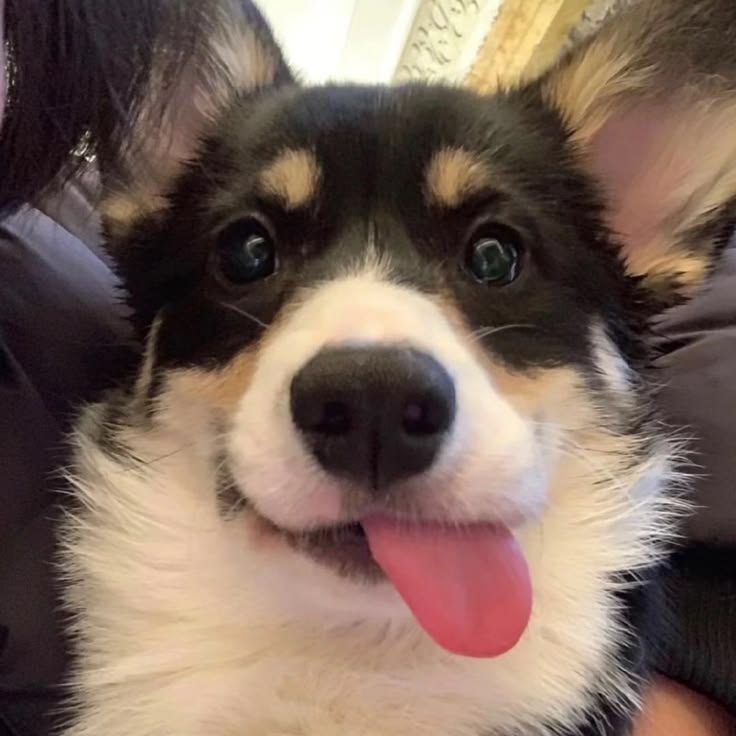 Dogs all the way tweet media