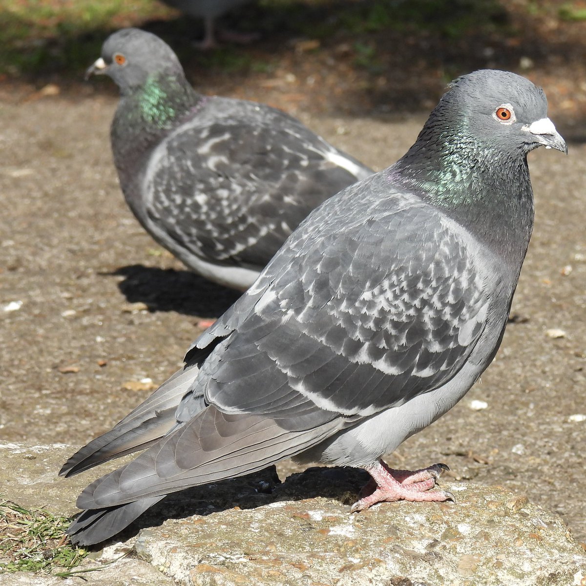Palumbus_Pics's tweet image. Some pigeons #pigeon #birds #naturephotography