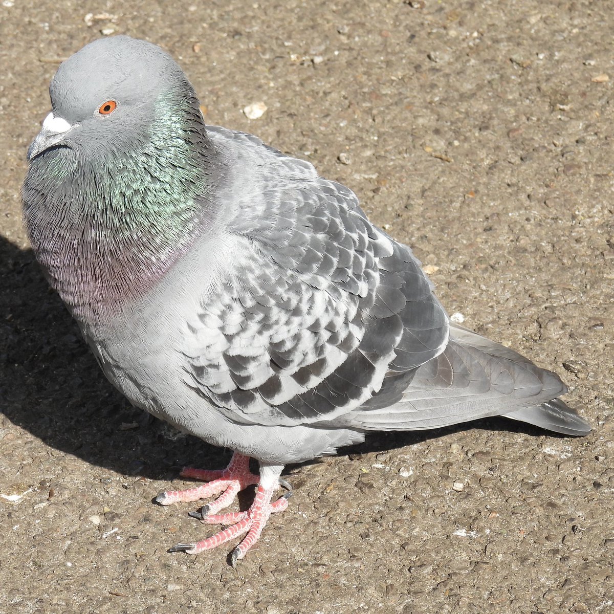 Palumbus_Pics's tweet image. Some pigeons #pigeon #birds #naturephotography