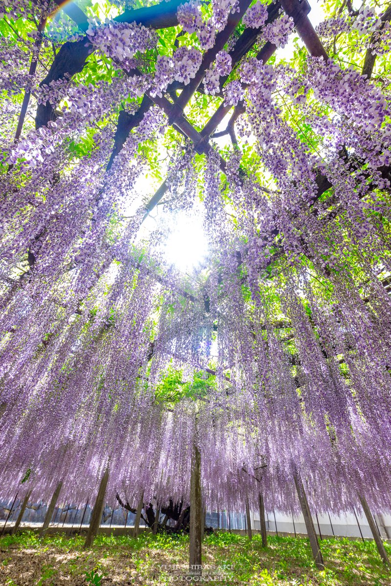 Yuji Shibasaki＠Photo tweet media