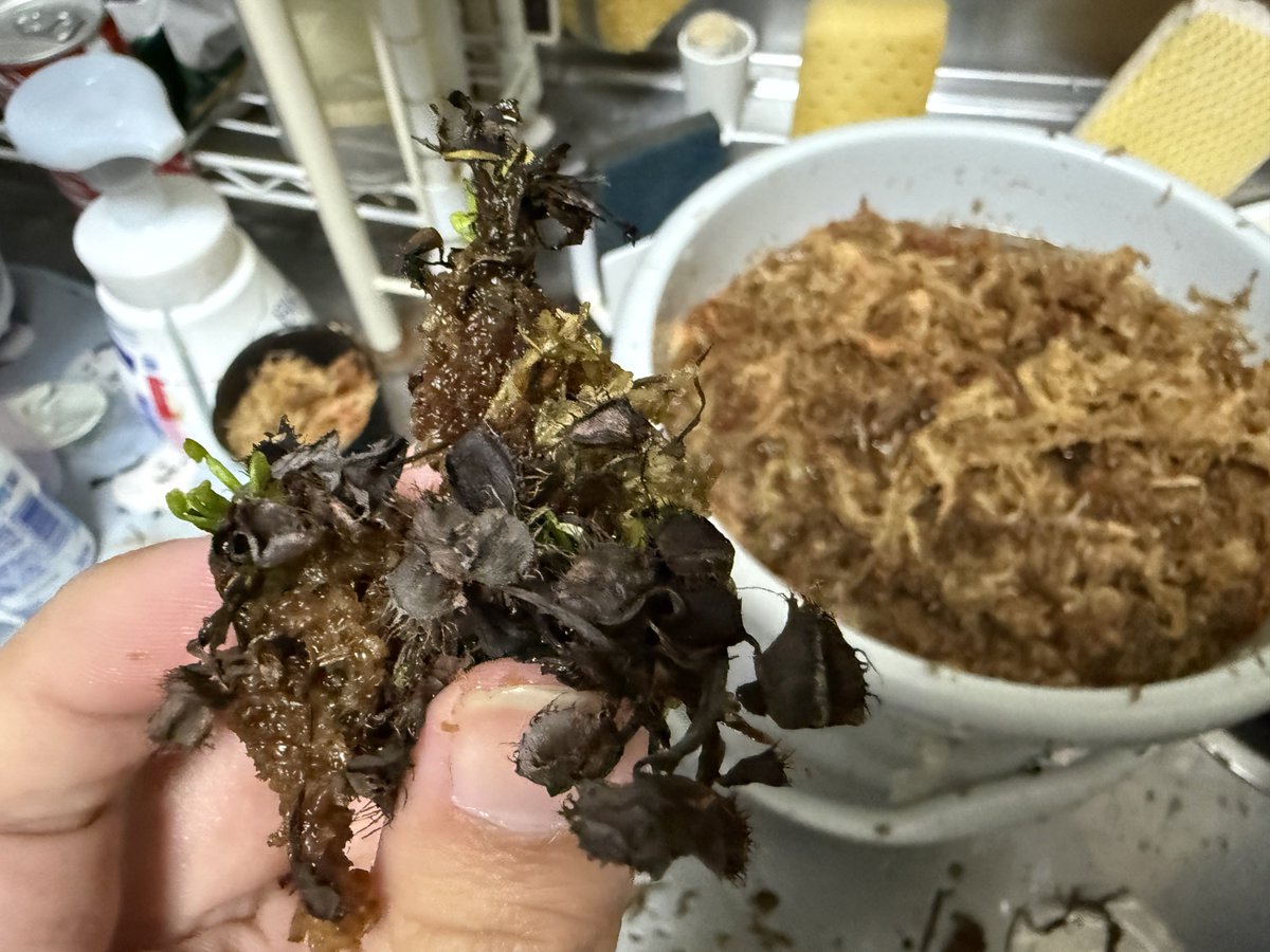 食虫植物と記念Suicaが好き(食虫) tweet media