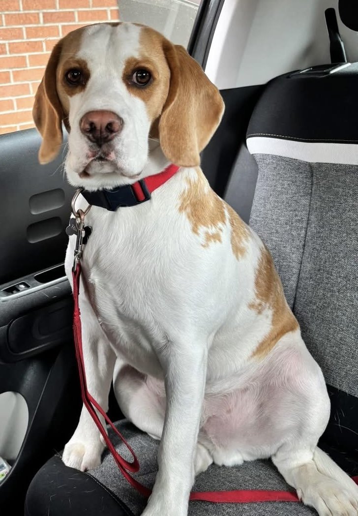 millypod1's tweet image. 🆘4 MAY 2026 #Lost Barney #ScanMe
YOUNG Beagle Male #PUPPY DO NOT CHASE😢
West Road #Newcastle #NE1 #NewcastleUponTyne
Could be injured as got hit by car
Last seen: The Rise new builds on Scotswood this morning
facebook.com/share/18t5vnG5…

doglost.co.uk/dog/203115