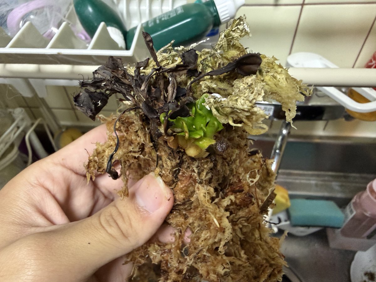 食虫植物と記念Suicaが好き(食虫) tweet media