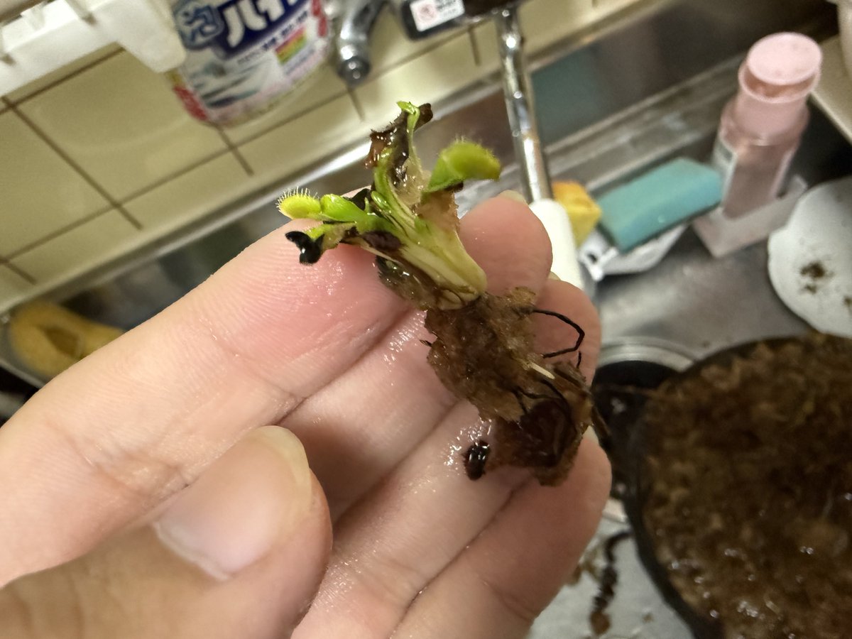 食虫植物と記念Suicaが好き(食虫) tweet media