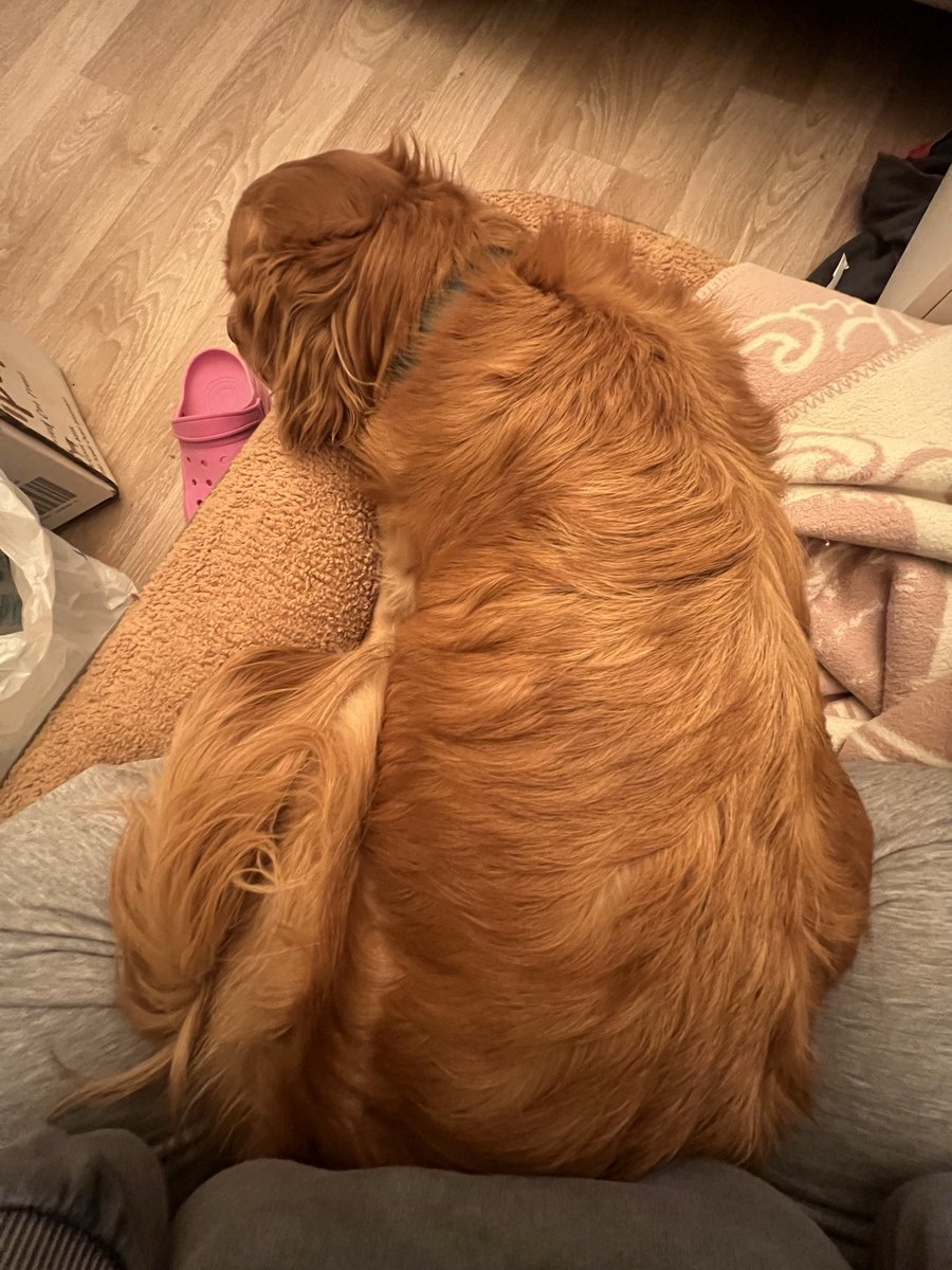 🐶 Bella&Simba 🦁 tweet media
