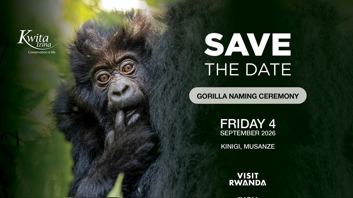 MucyoNm's tweet image. Save the date: Friday, 4 September 2026 for the 21st #KwitaIzina  in @MusanzeDistrict.

#Rwanda’s iconic baby mountain gorilla naming ceremony, where every name tells a story of conservation and community.

#VisitRwanda