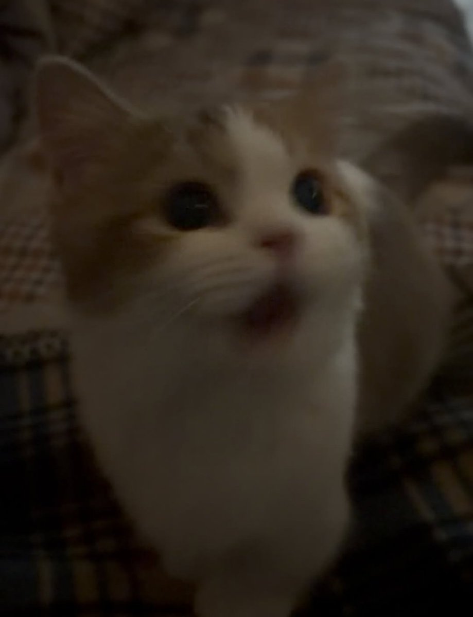 Cat 🐈 tweet media
