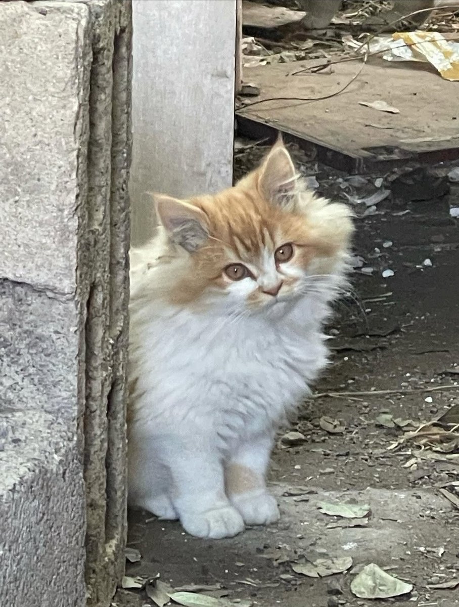 Cat 🐈 tweet media