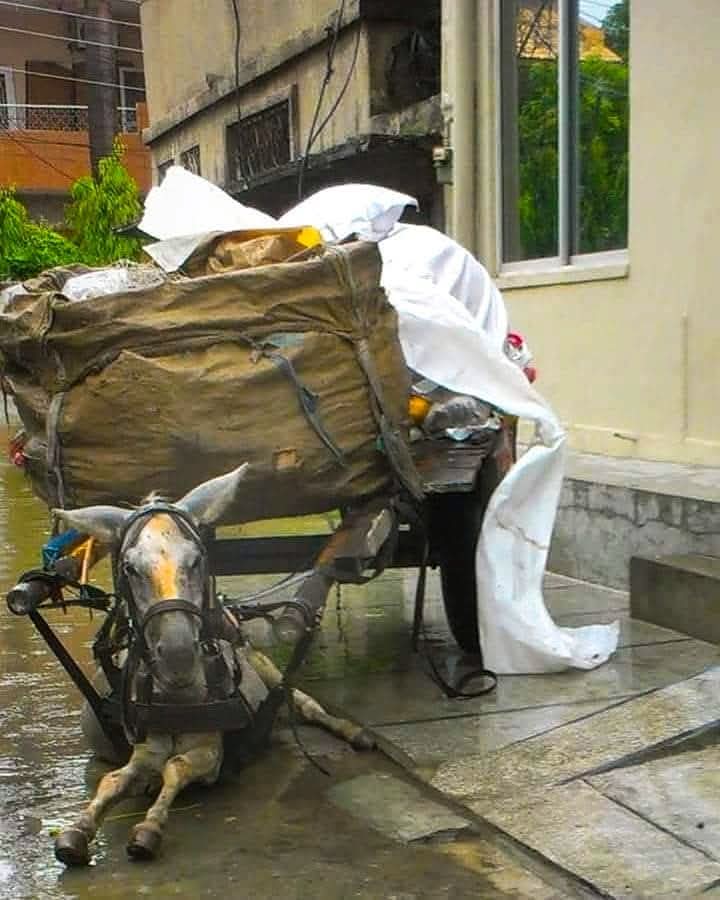 This is not "work". This is exploitation. 💔🐴
They feel pain. They feel exhaustion. They are NOT property. ⛓️