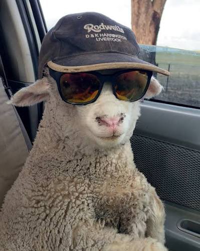sheep tweet media