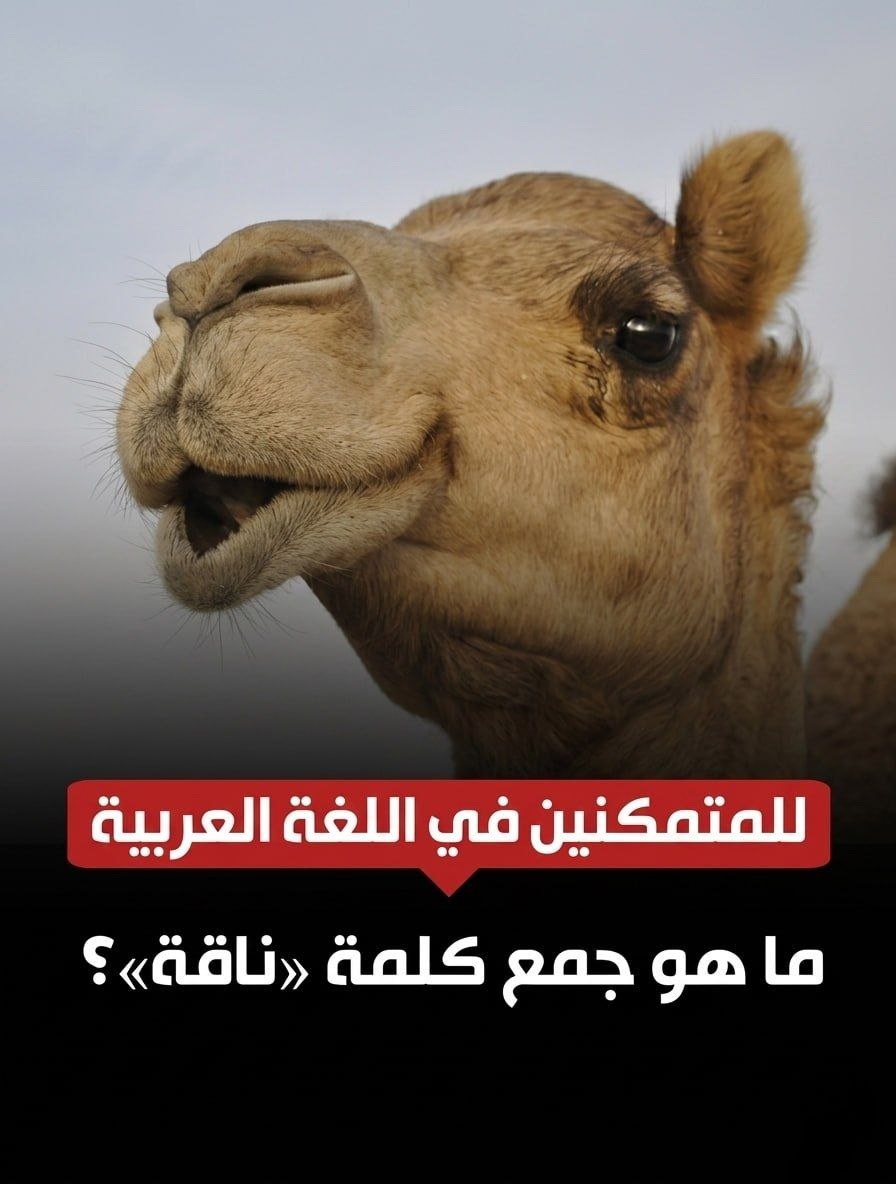 فال خير tweet media