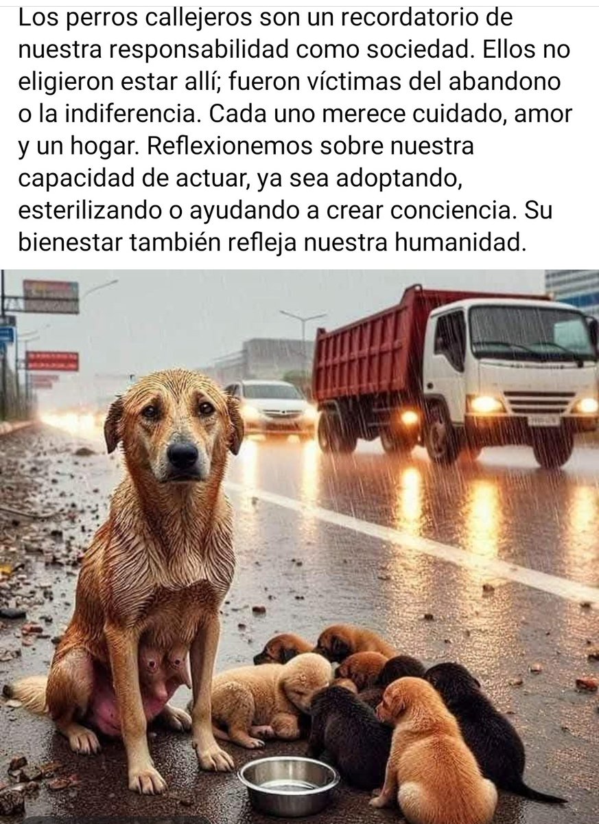 PerroUsuario Wof '•' tweet media