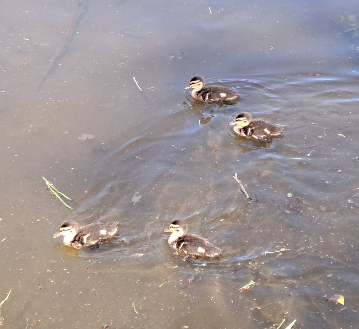 kjhaden17's tweet image. Swan Lake #culzean #scotland
