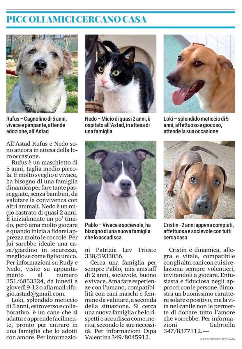 LAVTrieste's tweet image. Dalla rubrica "Piccoli amici cercano casa" sul quotidiano Il Piccolo di lunedì 4 maggio ￼ 2026.

Per saperne di più su Loki, contattate telefonicamente oppure con messaggio Whatsapp Patrizia al numero 3385933056.

#trieste #cercasicasa