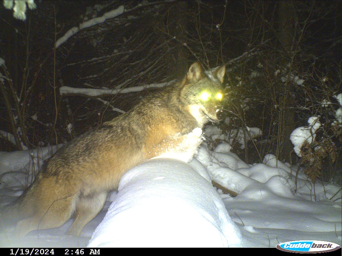 trailcam tweet media