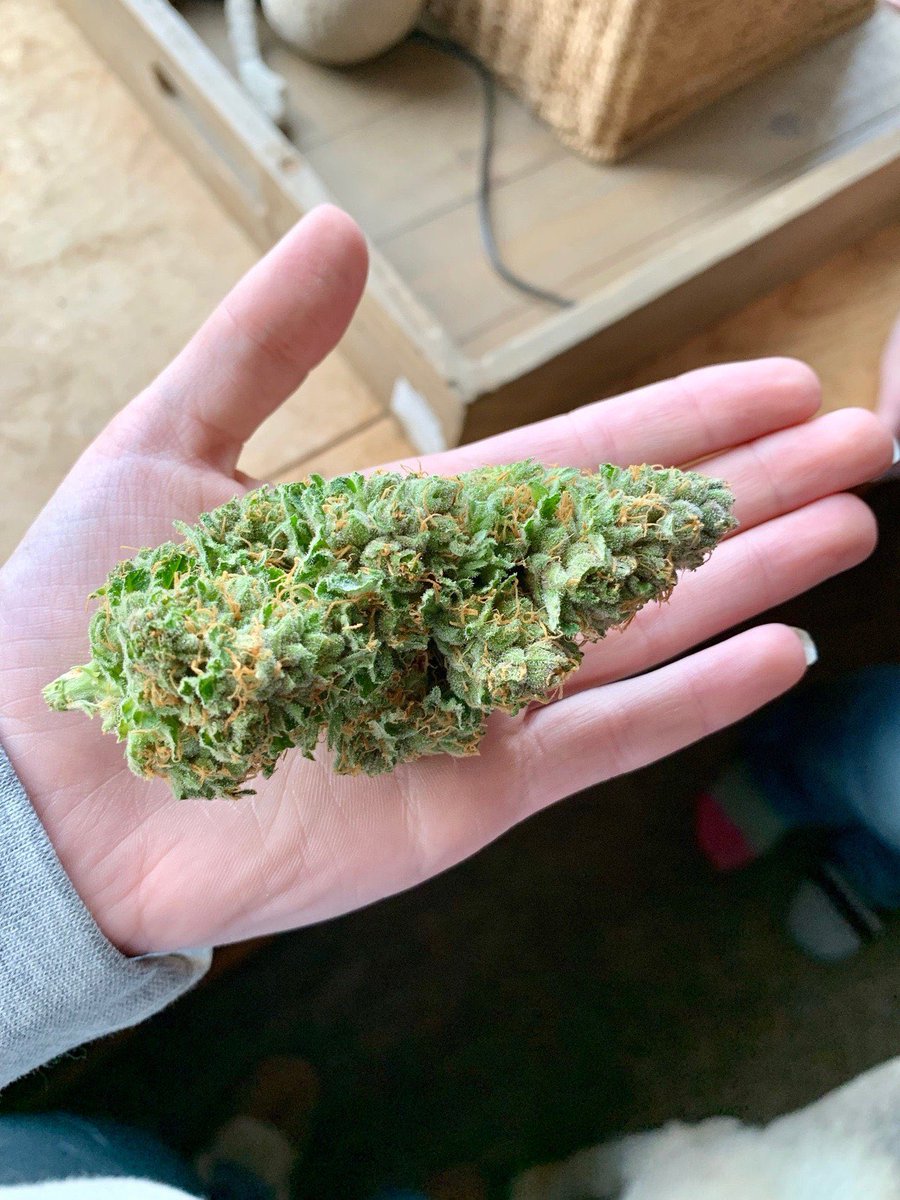Maconheiro tweet media