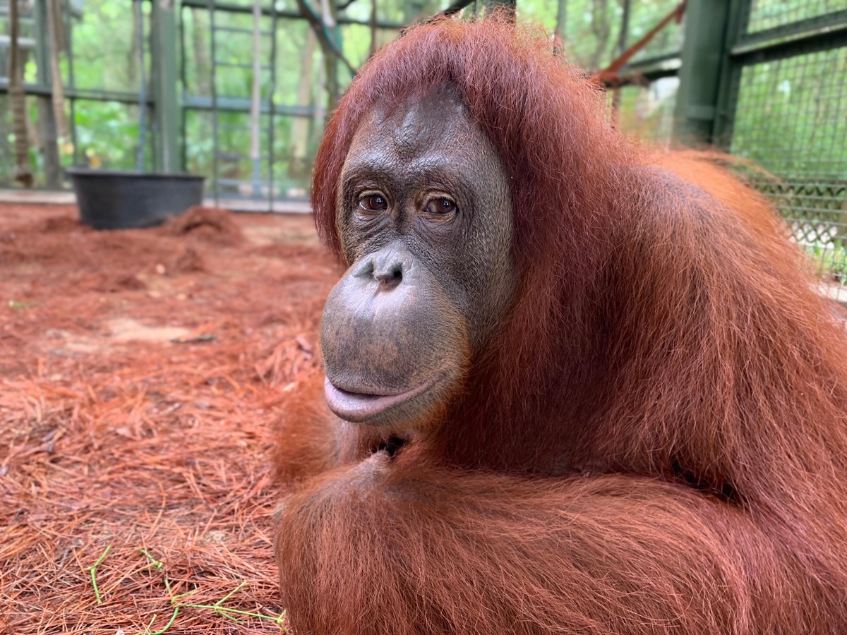 CenterForGreatApes tweet media