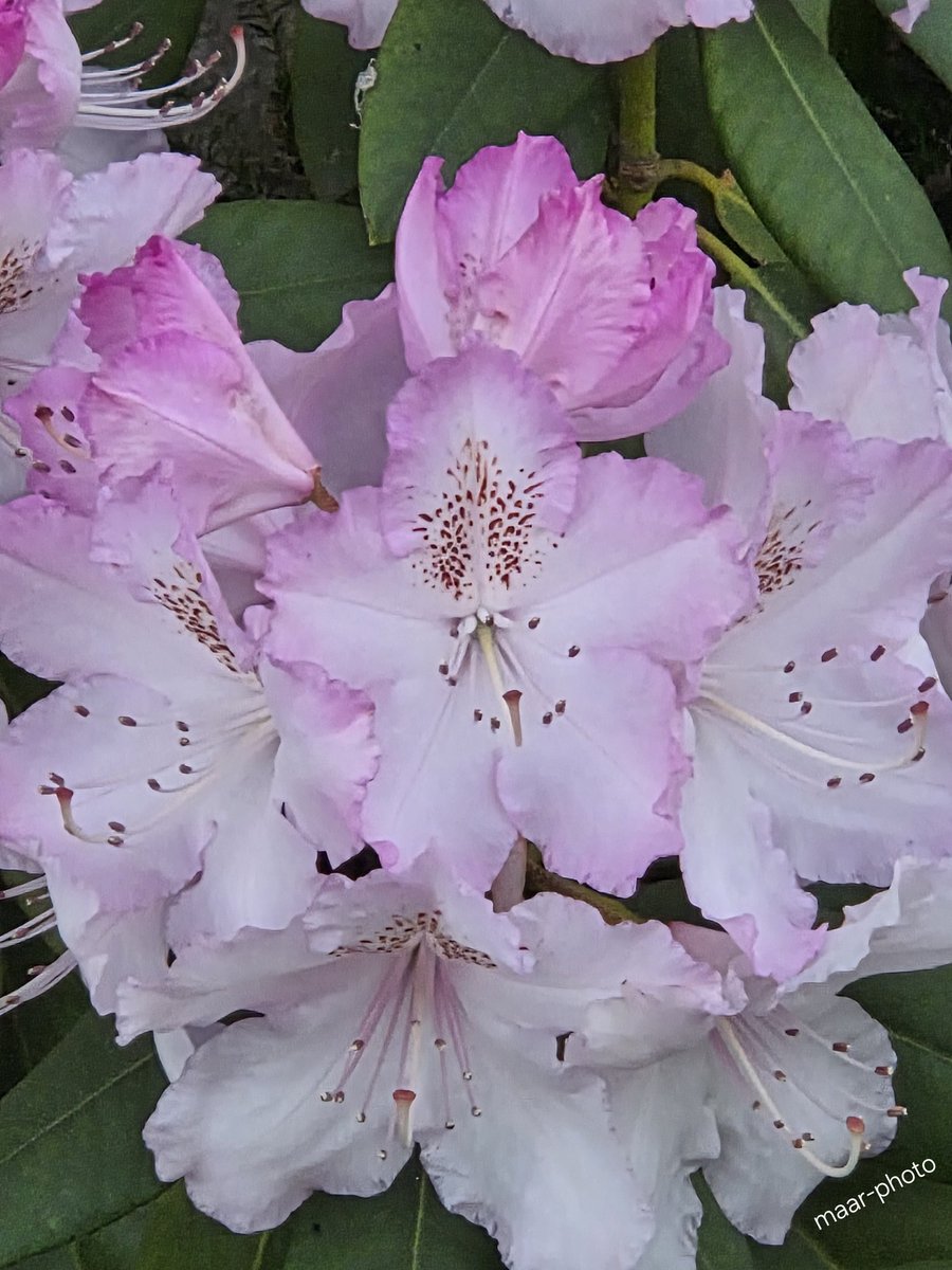 becel_maryvonne's tweet image. Des rhododendrons pour les soldats Ukrainiens c’est l’enfer.
I HATE WAR  Hosni (Mubarak)
#ukraine #kiev #odessa