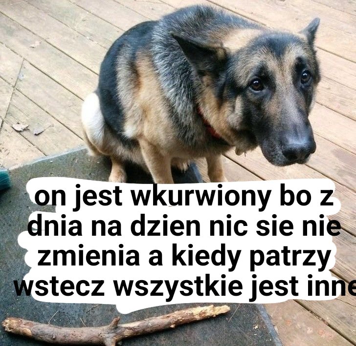 natalka tweet media