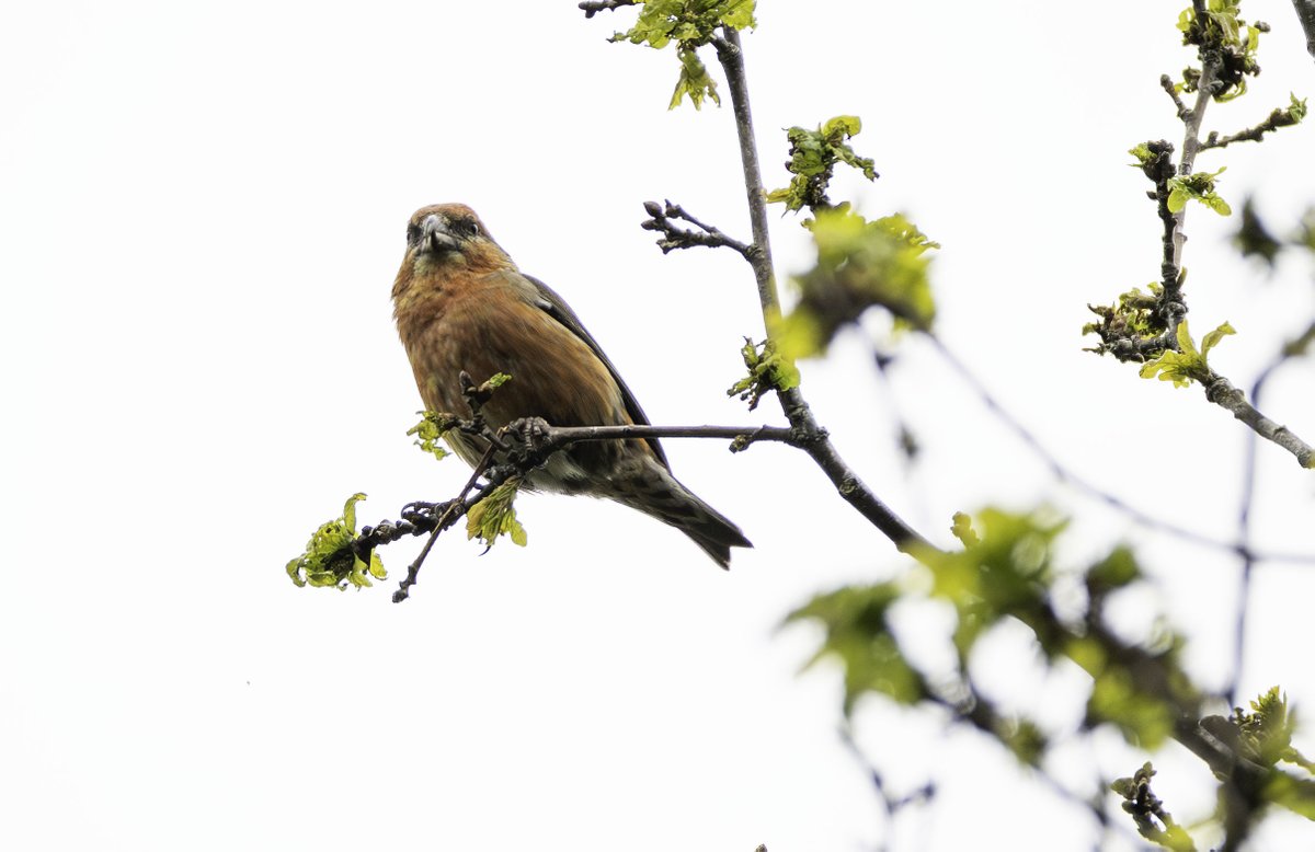 Derbyshire Bird Tours tweet media